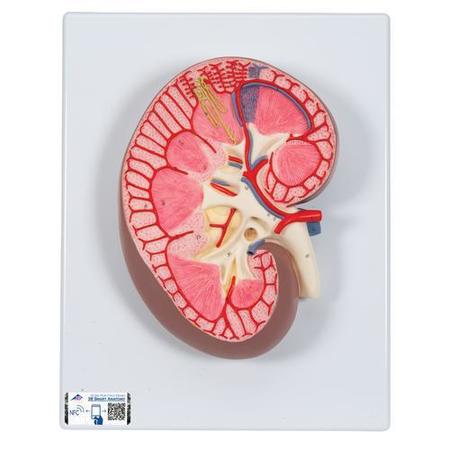 3B SCIENTIFIC Kidney Section, 3 times - w/ 3B Smart Anatomy 1000296